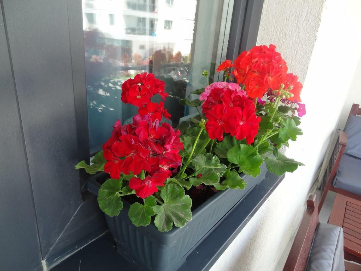 Sophia Residence 马马亚 外观 照片
